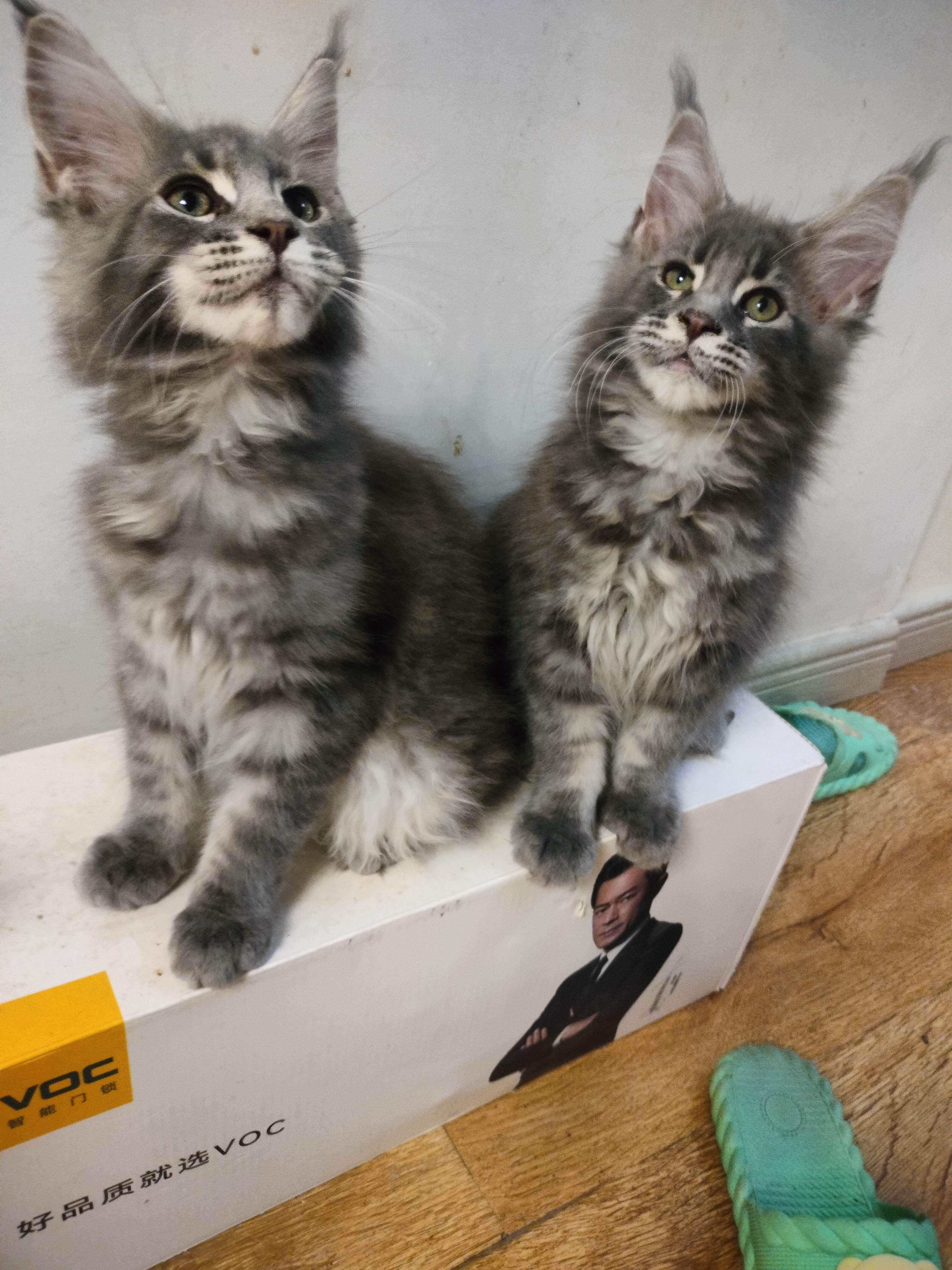 缅因猫妹妹